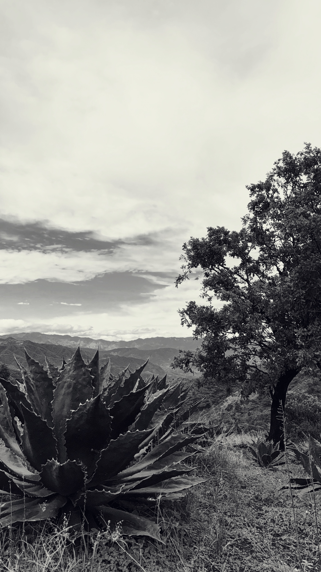 Agave cupreata y árbol sobre la sierra de Michoacán en blanco y negro